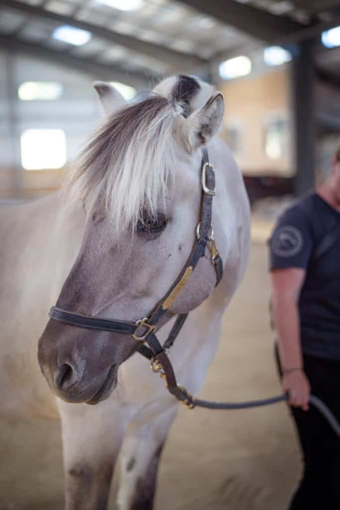 A grey horse named Solly indoors with a person holding it's lead rope